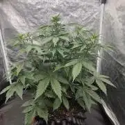 Auto Banana Blaze