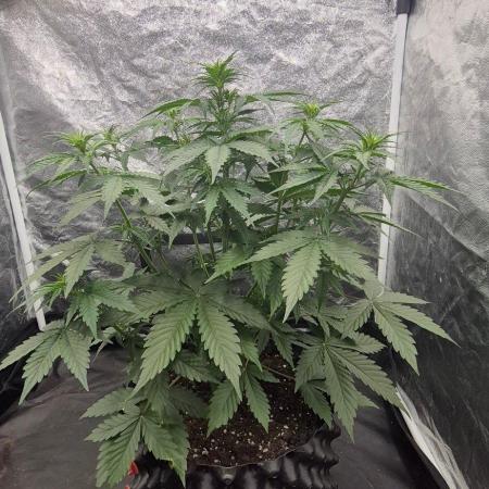 Auto Banana Blaze