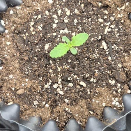 Auto Banana Blaze
