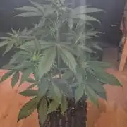Auto Banana Blaze
