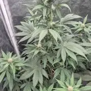 Auto Strawberry Soda