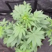 Auto Strawberry Soda