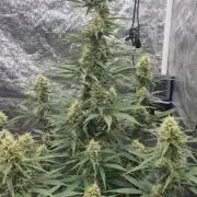 Auto Banana Blaze