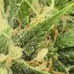 Auto Orange Bud