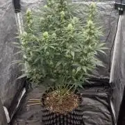 Auto Banana Blaze