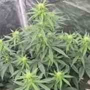 Auto Banana Blaze