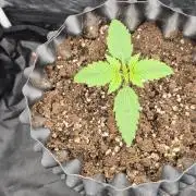 Auto Strawberry Soda