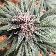 Auto Strawberry Soda