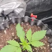 Auto Banana Blaze