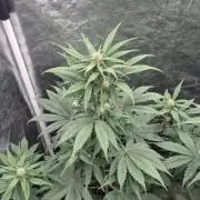 Auto Strawberry Soda