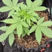 Auto Banana Blaze