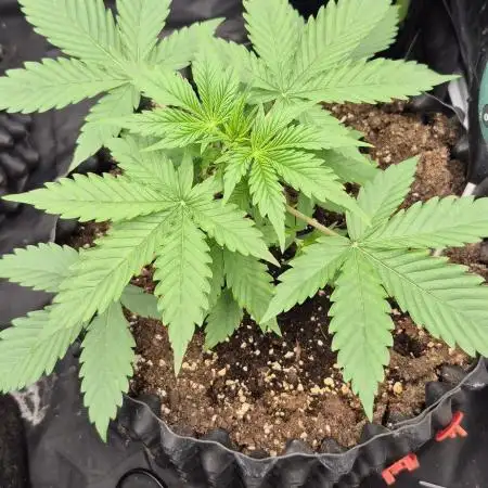 Auto Banana Blaze
