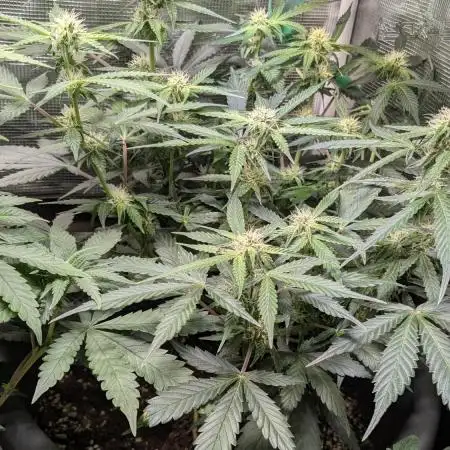 Ztrawberry and Hyperion f1