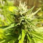 Gianrico - Special kush #1 outdoor