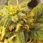 First og grow 