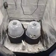 Watermelon + Pineapple BF Grow