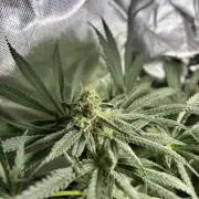 Summer Lemons 08-2026 2x2x4, 2 plants 4g