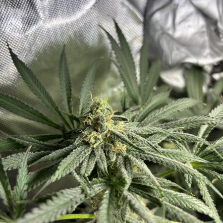 Summer Lemons 08-2026 2x2x4, 2 plants 4g