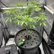 Sour Cherry Deisel - Atlas