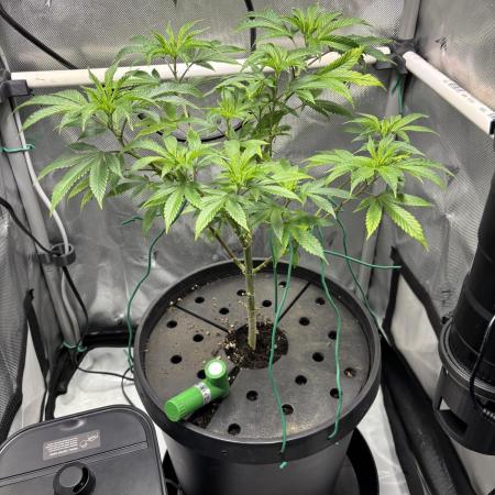 Sour Cherry Deisel - Atlas