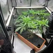 Fat Yeti F2 08-2026 2x2x6 EarthBox Jr