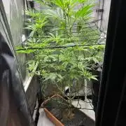 Fat Yeti F2 08-2026 2x2x6 EarthBox Jr