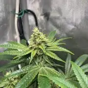 Fat Yeti F2 08-2026 2x2x6 EarthBox Jr