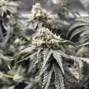 BAG See -AZ Brand Made -Sherbana Cabana