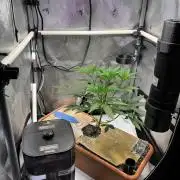 Fat Yeti F2 08-2026 2x2x6 EarthBox Jr
