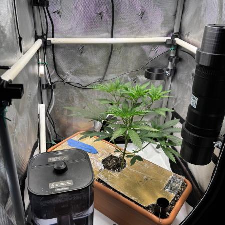 Fat Yeti F2 08-2026 2x2x6 EarthBox Jr