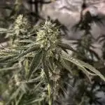 BAG See -AZ Brand Made -Sherbana Cabana