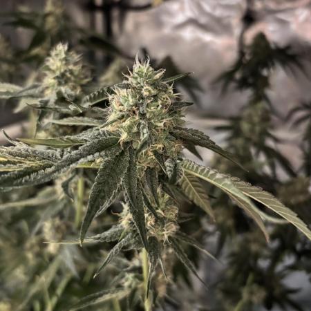 BAG See -AZ Brand Made -Sherbana Cabana