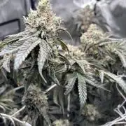 BAG See -AZ Brand Made -Sherbana Cabana