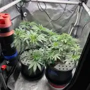 Summer Lemons 08-2026 2x2x4, 2 plants 4g
