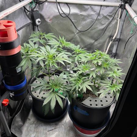 Summer Lemons 08-2026 2x2x4, 2 plants 4g