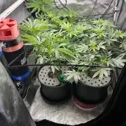 Summer Lemons 08-2026 2x2x4, 2 plants 4g