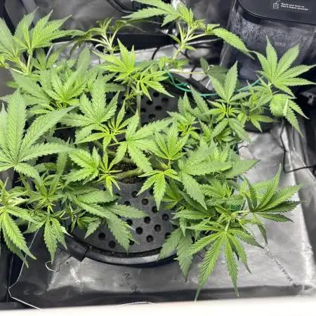 Orangegasm 04-2025