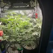 Summer Lemons 08-2026 2x2x4, 2 plants 4g