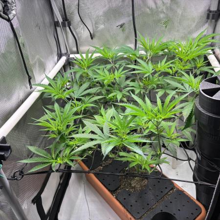 Fat Yeti F2 08-2026 2x2x6 EarthBox Jr