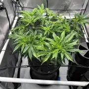 Sour Cherry Deisel - Atlas