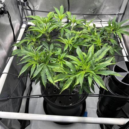 Sour Cherry Deisel - Atlas