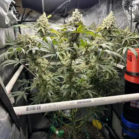 BlueBerry Muffin 07_2025