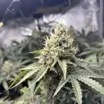 BlueBerry Muffin 07_2025