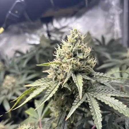 BlueBerry Muffin 07_2025