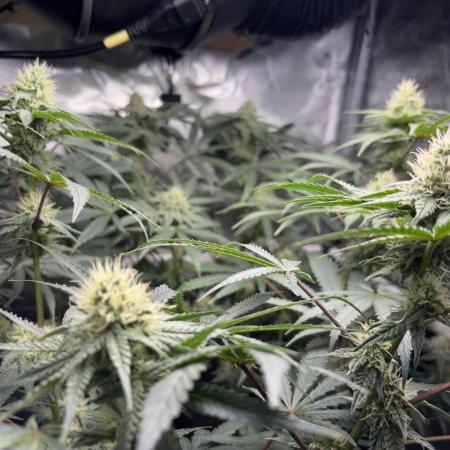BlueBerry Muffin 07_2025