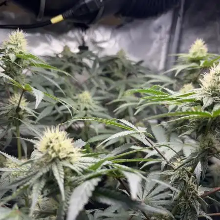 BlueBerry Muffin 07_2025