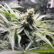 Summer Lemons 08-2026 2x2x4, 2 plants 4g