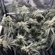 BAG See -AZ Brand Made -Sherbana Cabana