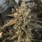 XXX #20 x End Game #5  - 08-2025