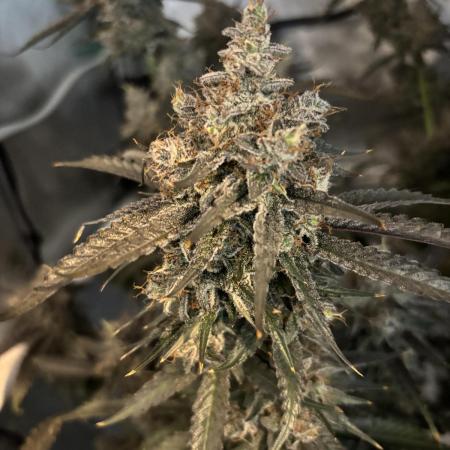 XXX #20 x End Game #5  - 08-2025